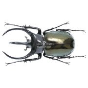 CHALCOSOMA CHIRON